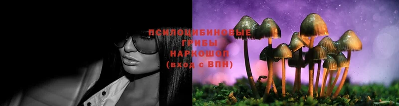 Галлюциногенные грибы Psilocybe  Бугульма 